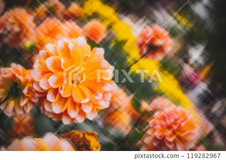 菊花 119282967