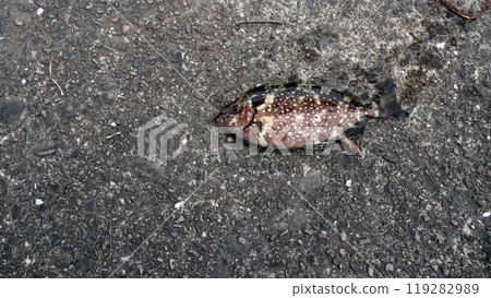 Aygo 鹹水魚刺毒 119282989