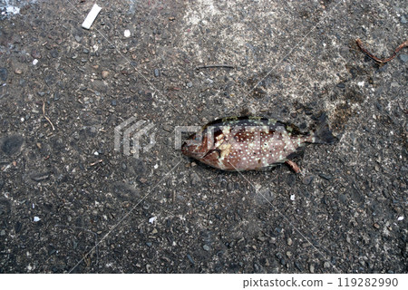 Aygo 鹹水魚刺毒 Aygo 鹹水魚刺毒 119282990