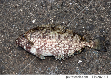 Aygo 鹹水魚刺毒 Aygo 鹹水魚刺毒 119282991