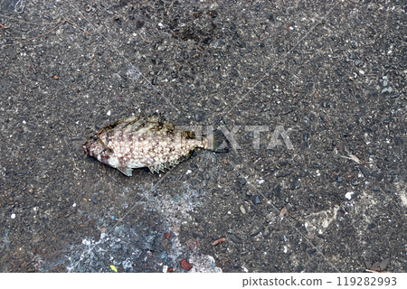 Rabbitfish, saltwater fish, spines, poison 119282993