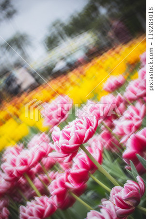 菊花 119283018