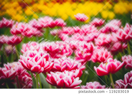 菊花 菊花 119283019