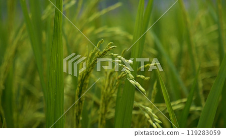 Rice Field Green agriculture ecosystem Asian rice paddy field Vietnam green farm. Harvest agriculture planting cultivation golden green rice terraces in organic farm with tropical natural sunrise. 119283059