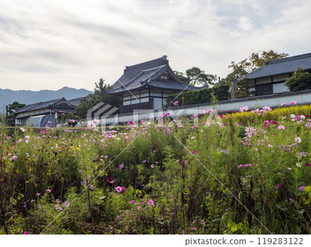Autumn cherry blossoms blooming in front of Tachibana-dera Temple in Asuka Village Autumn cherry blossoms blooming in front of Tachibana-dera Temple in Asuka Village 119283122