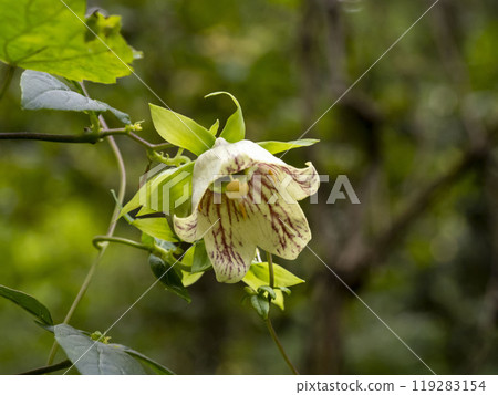 Mountain vine flowers blooming Mountain vine flowers blooming 119283154