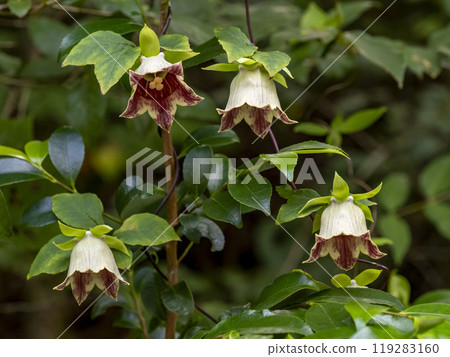 山裡盛開的人參花 119283160