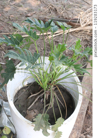 thaumatophyllum bipinnatifidum also called Tree philodendron plant thaumatophyllum bipinnatifidum also called Tree philodendron plant 119283173