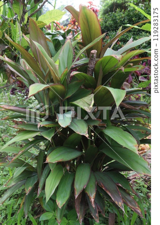 Ti plant on farm also called Cordyline fruticosa 119283175