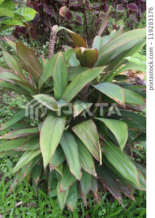 Ti plant on farm also called Cordyline fruticosa Ti plant on farm also called Cordyline fruticosa 119283176