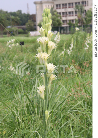 Tuberose flower plant on farm for harvest Tuberose flower plant on farm for harvest 119283177
