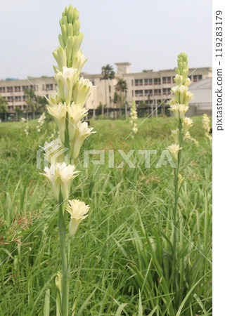 Tuberose flower plant on farm for harvest Tuberose flower plant on farm for harvest 119283179