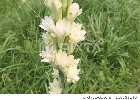Tuberose flower plant on farm for harvest Tuberose flower plant on farm for harvest 119283180