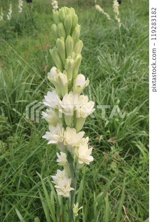 Tuberose flower plant on farm for harvest 119283182