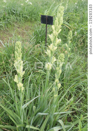 Tuberose flower plant on farm for harvest 119283183