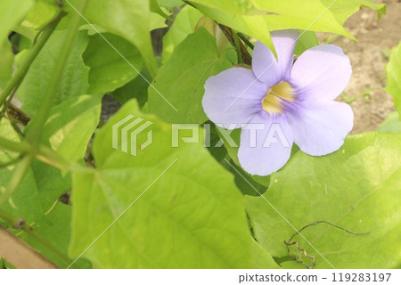 Thunbergia laurifolia flower, herbal medicine plant Thunbergia laurifolia flower, herbal medicine plant 119283197