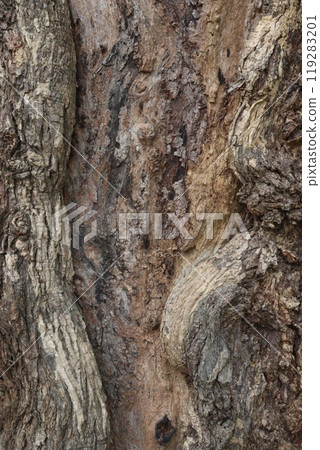 natural textured tree bark background 119283201