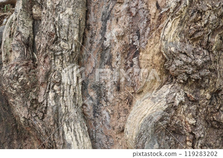 natural textured tree bark background 119283202