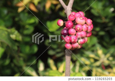Syzygium polyanthum small fruit on tree in nursery 119283203