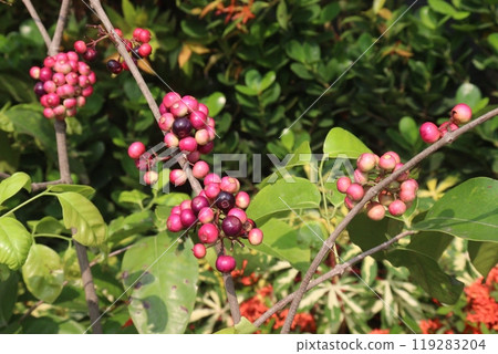 Syzygium polyanthum small fruit on tree in nursery Syzygium polyanthum small fruit on tree in nursery 119283204