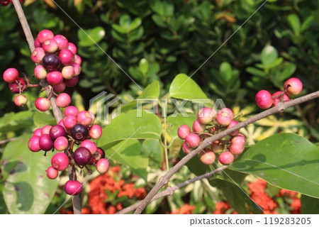Syzygium polyanthum small fruit on tree in nursery Syzygium polyanthum small fruit on tree in nursery 119283205