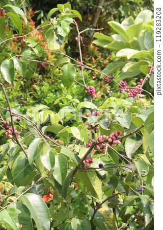 Syzygium polyanthum small fruit on tree in nursery 119283208