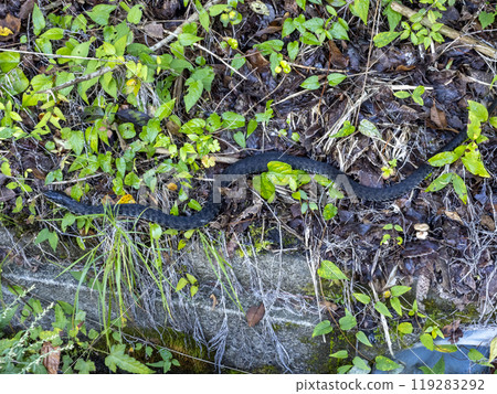 A snake in the mountains A snake in the mountains 119283292