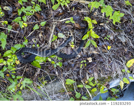 山中的山神 119283293