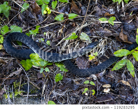 A snake in the mountains 119283295