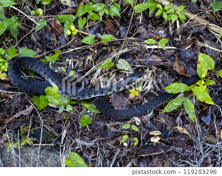 A snake in the mountains A snake in the mountains 119283296