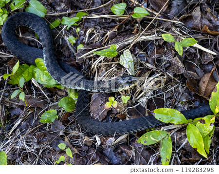 A snake in the mountains 119283298