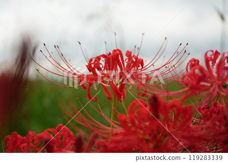 紅蜘蛛百合在多雲的天空下綻放[九月] 119283339