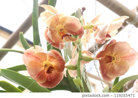 Vanda flower plant on farm 119283471