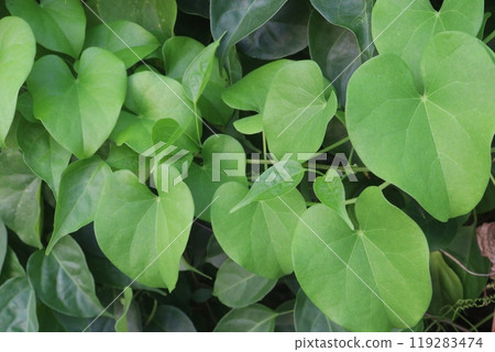 tinospora cordifolia medicinal plant on forest 119283474
