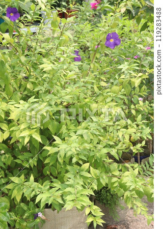 Thunbergia erecta flower plant on nursery Thunbergia erecta flower plant on nursery 119283488