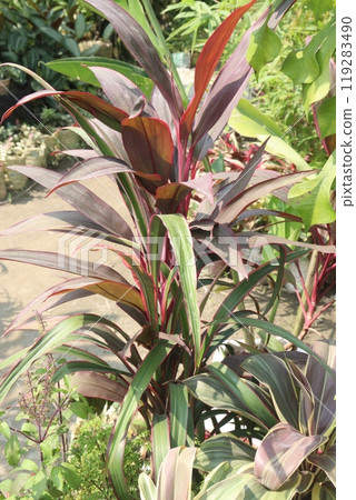 Ti plant on farm also called Cordyline fruticosa Ti plant on farm also called Cordyline fruticosa 119283490