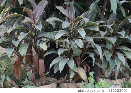 Purple heart plant on farm Purple heart plant on farm 119283491