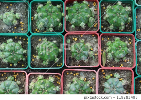 Thelocactus setispinus cactus plant on nursery 119283493