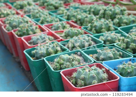 Thelocactus setispinus cactus plant on nursery Thelocactus setispinus cactus plant on nursery 119283494