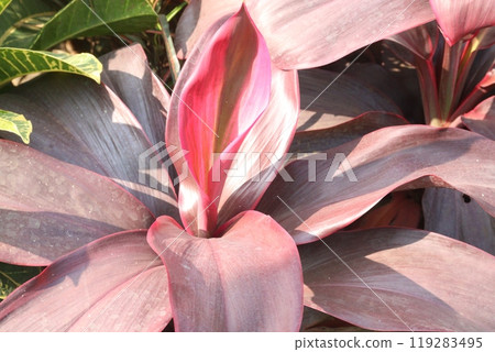 Ti plant on farm also called Cordyline fruticosa 119283495