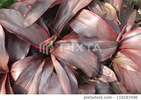 Ti plant on farm also called Cordyline fruticosa 119283496