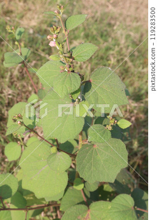 Urena lobata flower plant on field 119283500