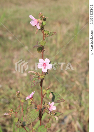Urena lobata flower plant on field 119283501