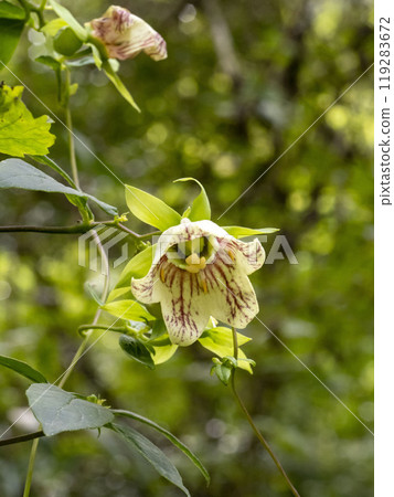 山裡盛開的人參花 119283672