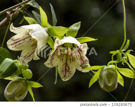 山裡盛開的人參花 119283673