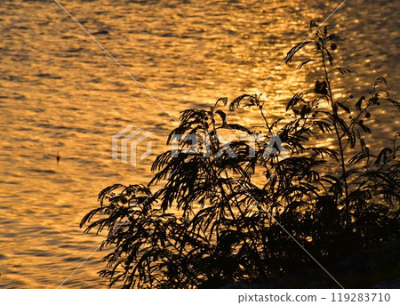 The sea surface at dusk and the silhouette of a Leucaena leucocephala The sea surface at dusk and the silhouette of a Leucaena leucocephala 119283710