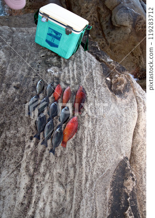 Bella Grey Rock Fishing Saltwater Fish Nature Bella Grey Rock Fishing Saltwater Fish Nature 119283712