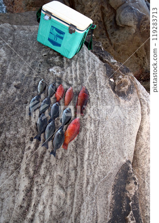 Bella Grey Rock Fishing Saltwater Fish Nature Bella Grey Rock Fishing Saltwater Fish Nature 119283713