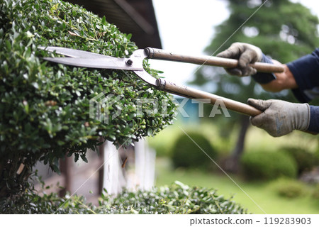Men who care for garden trees Men who care for garden trees 119283903