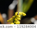 Autumn, bees 119284004